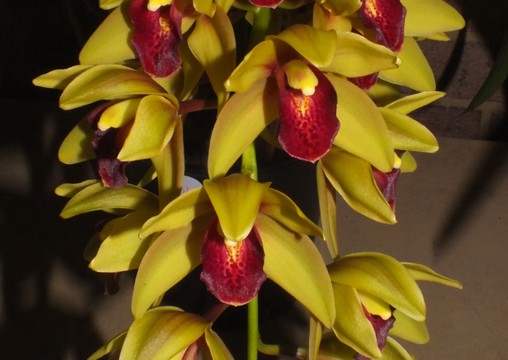 Cym. Laelia Singer