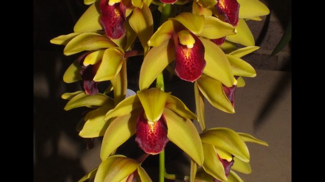 Cym. Laelia Singer