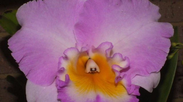 Blc. Brunswick Plush 'Coral'