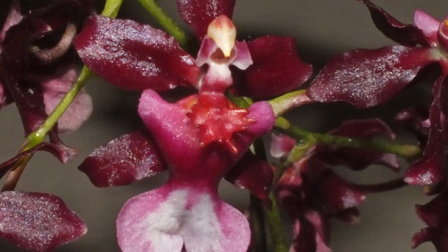 Onc. Jairak Fragrance 'Bordeaux'