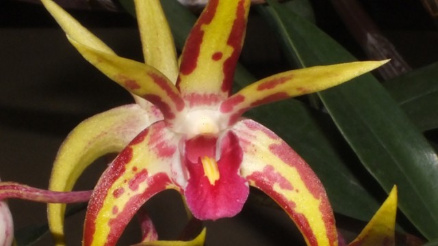 Den. Brimbank Uluru 'Curvey'