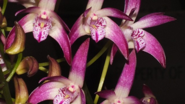 Den. Windsor Downs