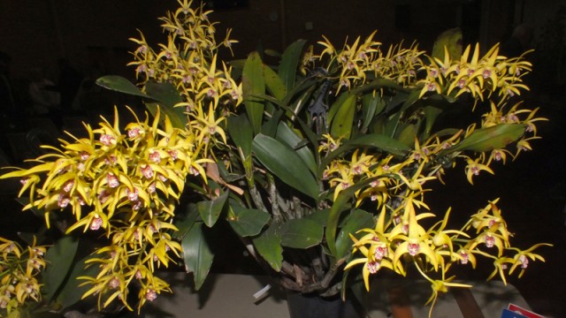Plant of the Night: Den. Issy's Gem (T Costa & S Crosby)