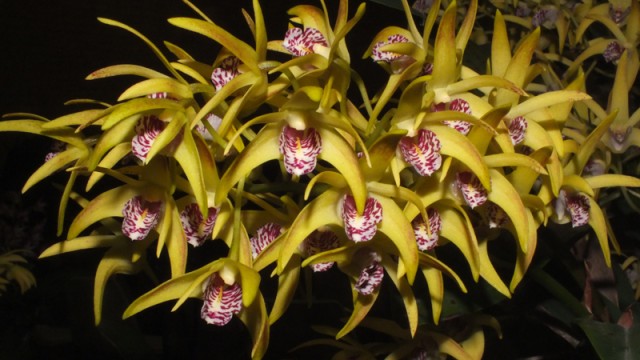 Den. Issy's Gem