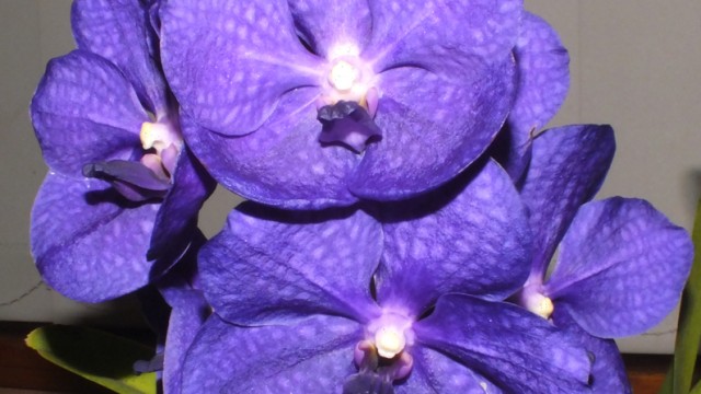 Vanda unknown