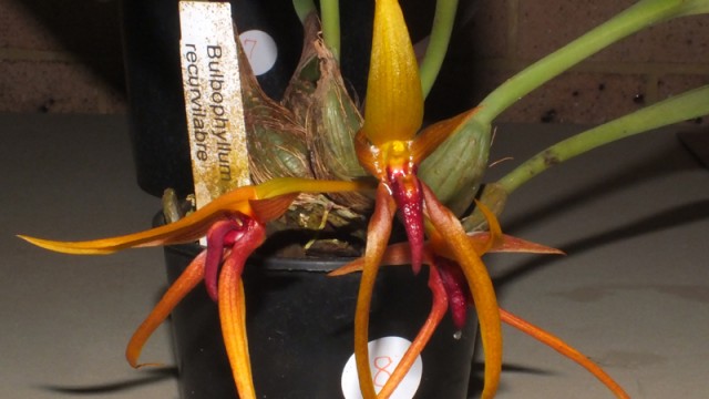Bulb. recurviabre
