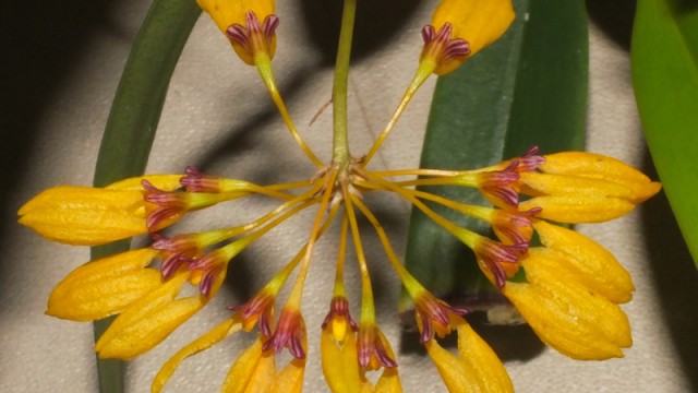 Bulb. tigridum