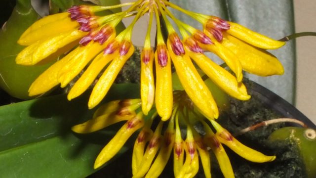 Bulb. tigridum