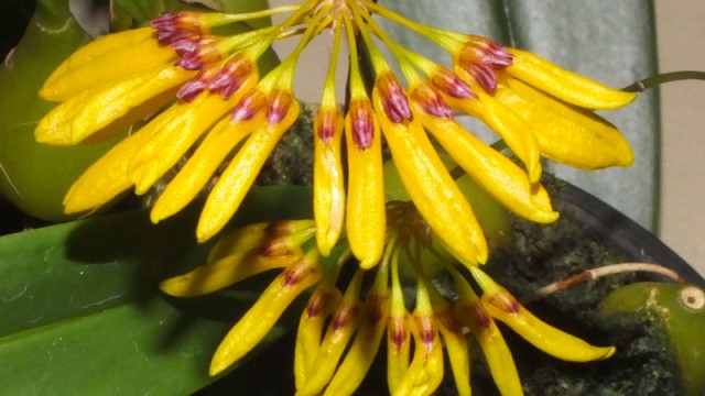 Bulb. tigridum