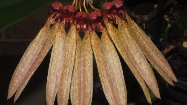 Bulb. longiflorum 'Red'
