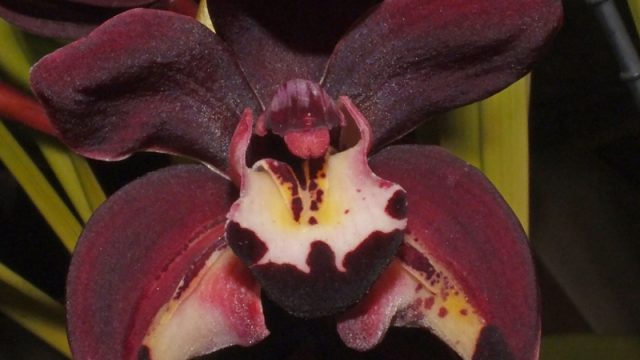 Cym. Janet Holland x Kiwi Midnight