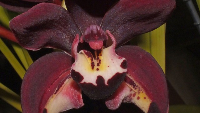 Cym. Janet Holland x Kiwi Midnight