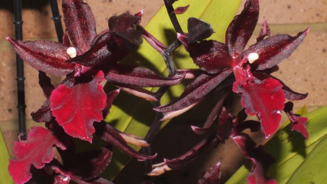 Novice Plant of the Night: Colm. Masai Red (A. Zderic)