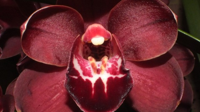 Cym. Fury Land ‘Master Travis’