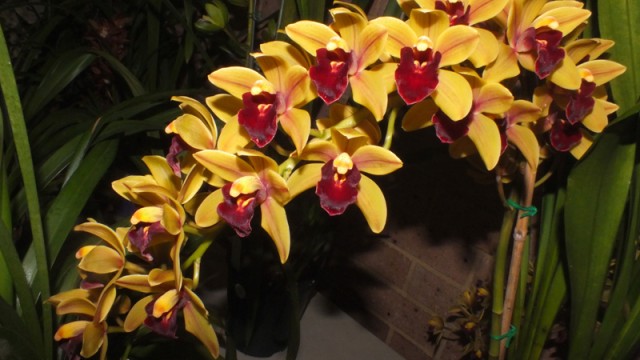 Cym. Mem. Marvin Gaye 'Royale'