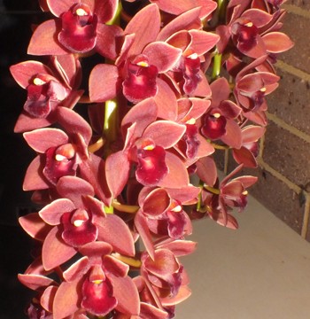 Cym. Dorothy Stocksill 'Forbidden Fruit'