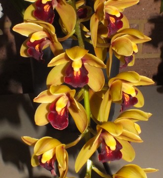 Cym. Mem. Marvin Gaye 'Royale'