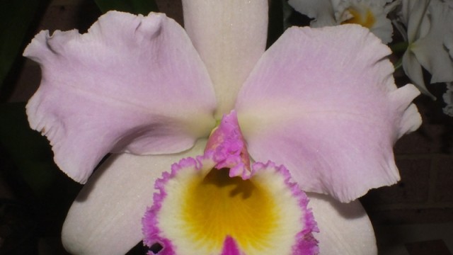 Blc. Sylvia Fry Supreme x Mount Hood ‘Orchid Glade’