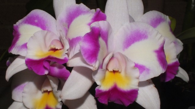 Blc. Man’s Magic ‘Chief Satisfaction’