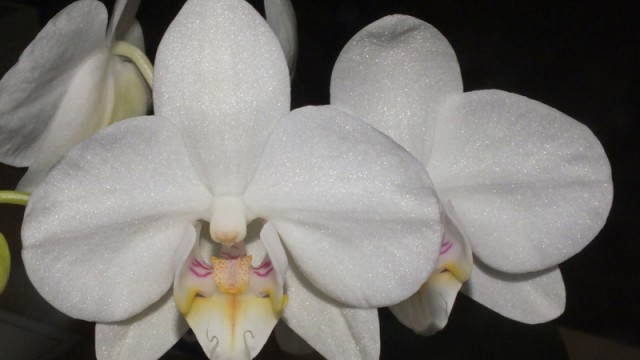 Phal. Rong Guah 'Amah'