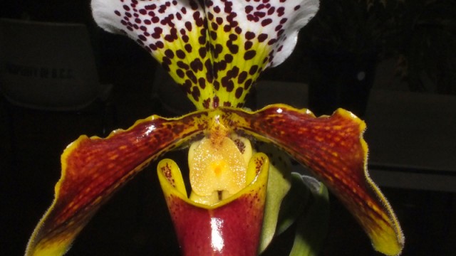 Paph. Papa Wings World x Pacific Ocean
