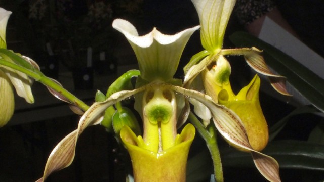 Paph. unknown