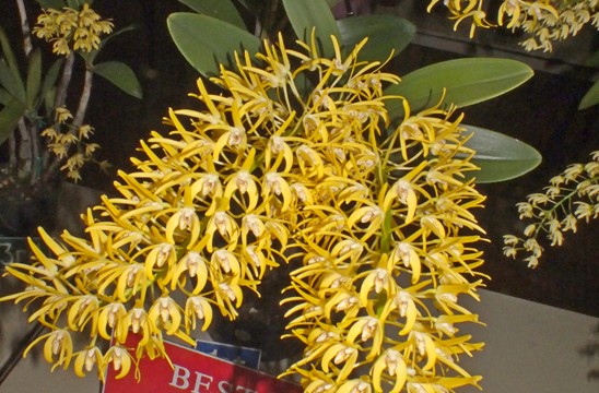 Plant of the Night: Den. speciosum var. grandiflorum Creek Aureum (S Lee)