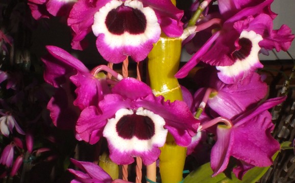 Den. Star Sapphire