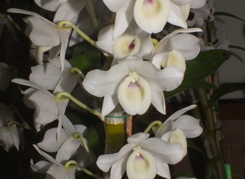 Den. Miyuki 'Forest Mist'