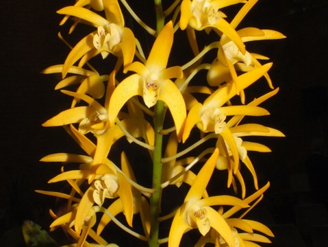 Den. Australian Goldrush