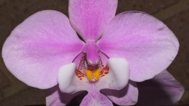 Phal. schilleriana