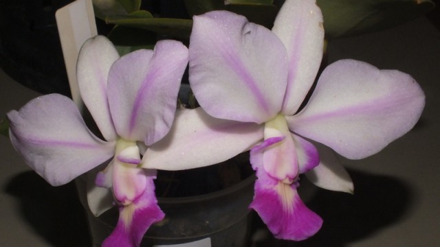 C. walkeriana var. flames ‘Tokutsu-s’