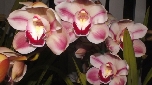 Novice Plant of the Night: Cym. Kimberley Splash 'Tee Pee' (A Zderic)