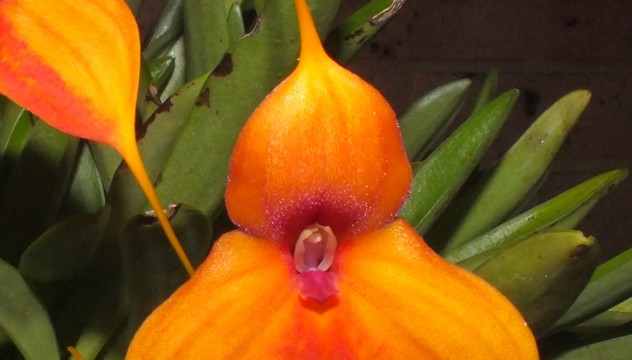 Masd. Copper Wings ‘Sunburst’ x Latin Bride ‘Sunset’