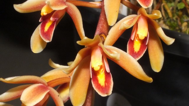 Cym. madidium alba x aloifolium alba