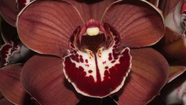 Cym. Khan Flame 'Tuscany'