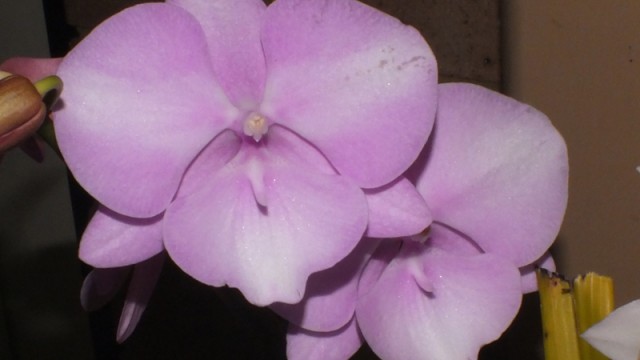 Phal. unknown