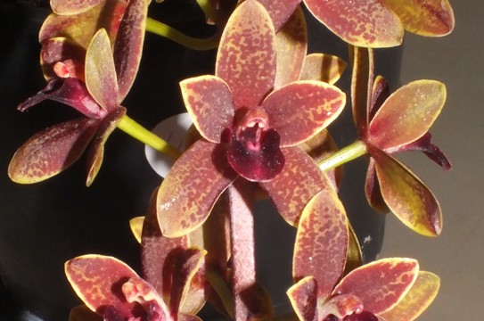 Cym. Cricket AC x Xtr