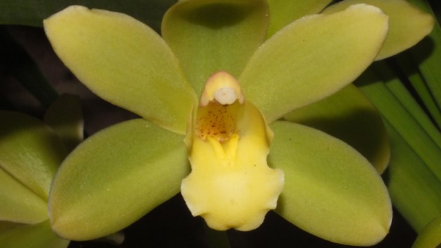 Cym. Key West 'Berry'