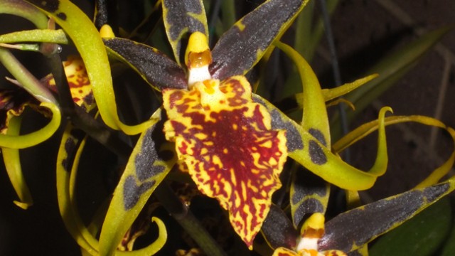 Bnfd. Gilded Tower 'Mystic Maze'