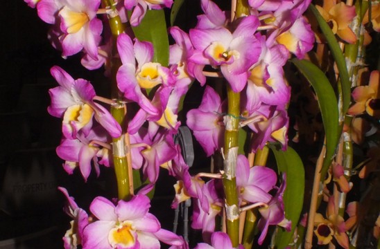 Den. Super Star Dandys x Malone's