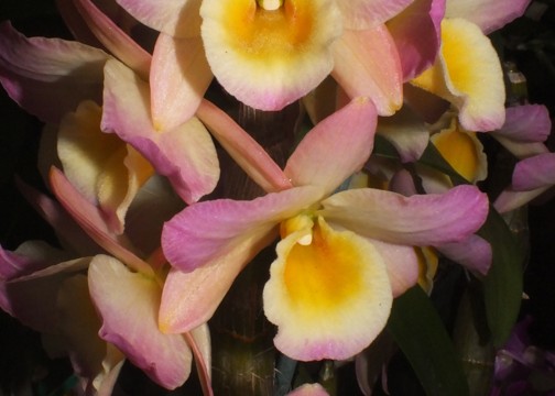 Den. Ishidori Rainbow