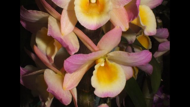 Den. Ishidori Rainbow
