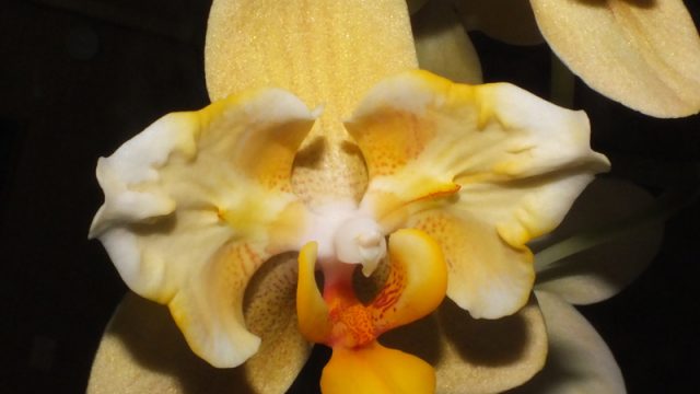 Phal. Taipei Gold x equestris