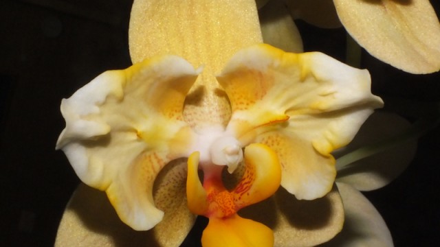 Phal. Taipei Gold x equestris