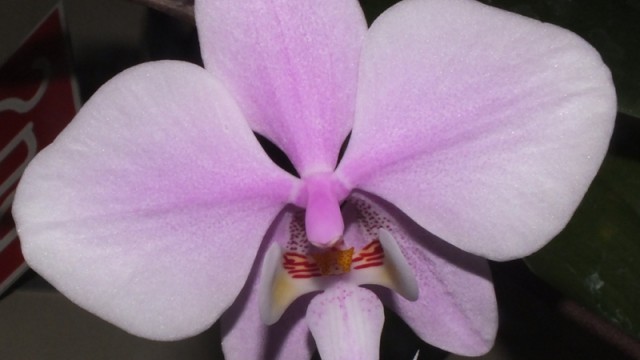 Phal. schilleriana x philippinensis