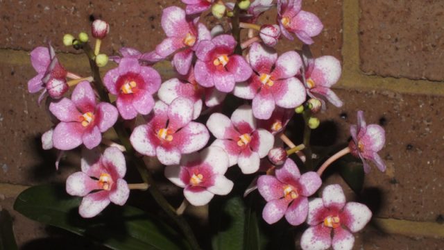 Sarco. Barrita Dazzler