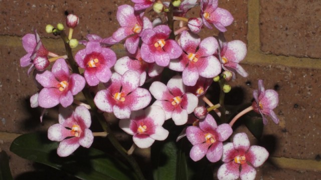 Sarco. Barrita Dazzler