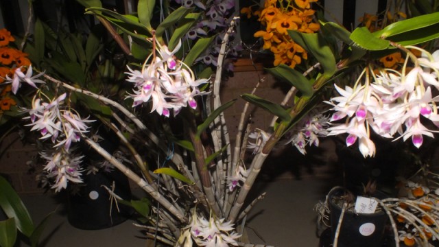 Plant of the Night: Den. amethystoglossum (R Cawley)