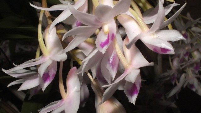 Plant of the Night: Den. amethystoglossum (R Cawley)